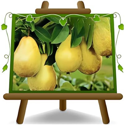 poirier poires doyen du rassemblement plante fruitière vieux sur un pot de 26 max 200 cm - 4 ans