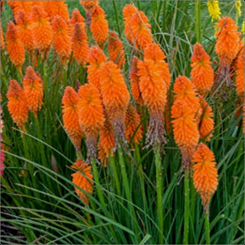 Kniphofia Uvaria Poco 'Orange' Dwarf Red Hot Poker x 3 Jumbo Plug Plants
