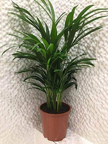 Portal Cool Chrysalidocarpus Lutescens Dypsis Lutescens Areca Palm/Schmetterlingspalme 5 Samen