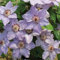 Rosa Clematis-Zwiebeln Winterharte, mehrjährige Clematis-Rhizome, ideal für die ganzjährige Gartendekoration-6zwiebeln-A