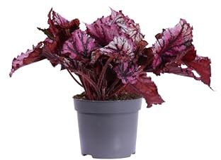 Pianta vera di Begonia Beleaf o Begonia Rex diverse varietà pianta ornamentale colorata da arredo interno per appartamento e ufficio venduta da eGarden.store (Lambada v.12 cm)