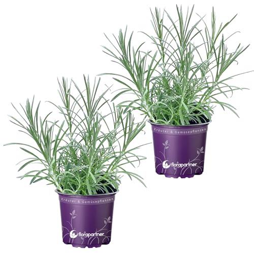 Florapartner Currykraut Helichrysum augustifolia Kräuter Pflanzen 2stk.