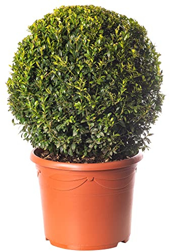 Pianta Buxus a forma di palla, diametro 40cm, sempreverde, ideale per giardini esterni come arbusto ornamentale.