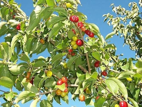 Kornelkirsche Cornus mas Pflanze 90-100cm Herlitze Hirlnuss gelber Hartriegel