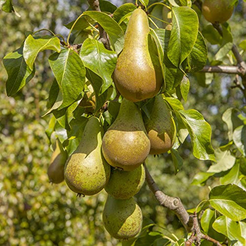 YouGarden Conference Pear Patio Fruit Tree, Established Plant in 5L Pot, 90-110cm Tall, Ready to Plant for Homegrown Fruit, Self-Fertile Fruit Tree for Pots or Borders