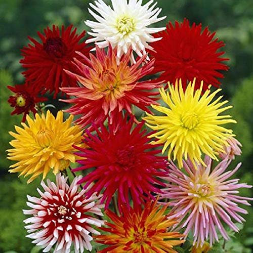 50 Dahlia Cactus Flowered Mix Seeds - Perennial Seeds