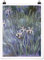 Poster Wanddeko Kunstdruck Claude Monet - Schwertlilien Matt 40 x 30cm