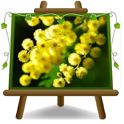 Acacia Dealbata Mimosa Ornamenten - auf Topf 22 cm - Höhe 165 cm - 3 Jahre