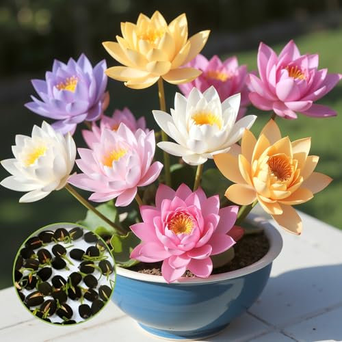 YIMETOP Lotusblume Samen Lotus Teichpflanzen Winterhart - 60 Stück Lotusblumensamen für Wasser, Bonsai Lotu Samen für Hausgartens Balkon Garten Dekoration Wasserpflanzen