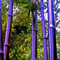 200 Stück Bambus Samen, Schnellwachsend Bambussamen, Bambus Pflanzen Winterhart, Bamboo Saatgut für Außenbepflanzung, Garten Hof Landschaftsbau, Umwelt Schatten (Lila)