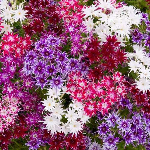 Bedwen Phlox 'Popstars Mix' Plug Plants x6 – Unique Star-Shaped Flowers for Funky Containers
