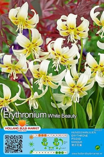 Blumenzwiebel - Raritäten : Erythronium White Bauty 1 Blumenzwiebeln Gr. I