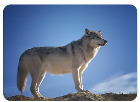 Platzset, weich, Unterseite aus Kork, Platzdeckchen, Wolf, Foto, Natur, Wildtier, blauer Himmel, groß, 39,5 x 28,5 cm