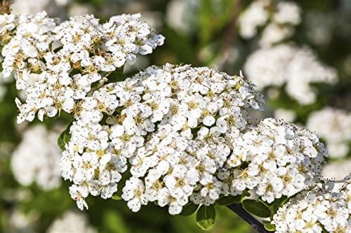 Nippon-Spierstrauch 'Snowmound' 80-100 cm Ballen Spiraea nipponica Hecke