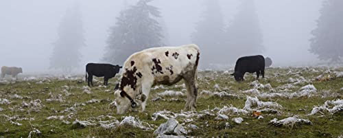 hansepuzzle 32113 - Kühe im Nebel Panorama-Puzzle 2000 Teile - Tierwelt Motiv mit hochwertiger Aufbewahrung: Kartonbox und wiederverschließbarem Beutel - Format 116,6 × 46,7 cm