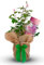 Pearl Wedding Rose Living Gift - 30th Wedding Rose Wrapped With Stylish Bow - Pearl Wedding Gifts Idea