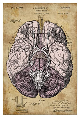 artboxONE Poster 30x20 cm Anatomie Menschen Steampunk Gehirn - Bild anatomie des gehirns anatomie des gehirns gehirn