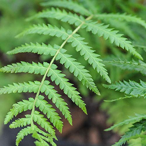 Dicksonia Antarctica Australian Tree Fern Half-Hardy Perennial Garden Plants RHS AGM 1 x 2 Litre Pot by Thompson and Morgan