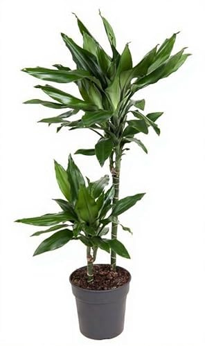 Dracaena Janet Lind Drachenbaum Zimmerpflanze mit grünen Blättern 100 cm Höhe