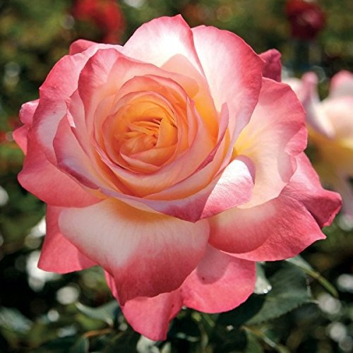 Müller Münchehof GmbH Edelrose/Teehybrid in div. Farbnuancen Farbe Weiß