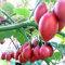 RWS 50 semillas de tomate de árbol Tamarillo Solanum tomate de árbol betaceum