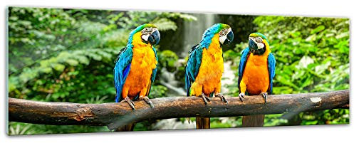Bilderdepot24 Glasbild - Blau-Gelber Macaw Papagei - 90x30 cm - Deko Glas - Wandbild aus Glas - Bild auf Glas - moderne Bilderdepot24 Glasbilder - Glasfoto - Echtglas