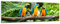 Bilderdepot24 Glasbild - Blau-Gelber Macaw Papagei - 90x30 cm - Deko Glas - Wandbild aus Glas - Bild auf Glas - moderne Bilderdepot24 Glasbilder - Glasfoto - Echtglas