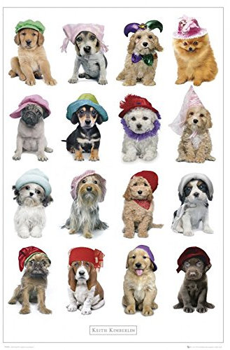 Kimberlin, Keith - Hats - Mini Poster Foto Hunde - Grösse 40x50 cm