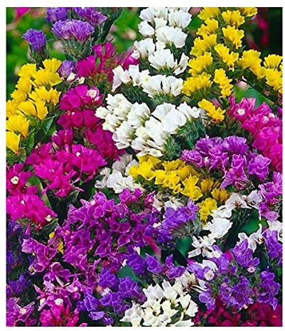 PREMIER SEEDS DIRECT Statice Mixed - 500 Finest Seeds