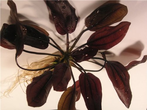 Echinodorus Aflame – 3 Pflanzen – Lebende Aquariumpflanze