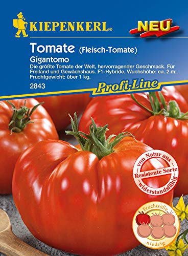 Fleisch-Tomate Gigantomo F1, die größte Tomate der Welt, hervorragender Geschmack, für Freiland und Gewächshaus