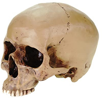 Anatomie Schaedel anatomic scull Markus Mayer