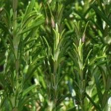 Seekay Romarin - Rosmarinus Officinalis Environ 200 Graines