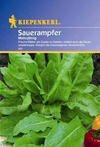 Sauerampfer mehrjährig