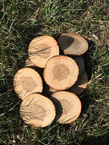 10 Baumscheiben, Holzscheiben,Baumscheibe, ca. 18*20 cm, Astscheiben, Esche