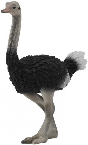 Collecta