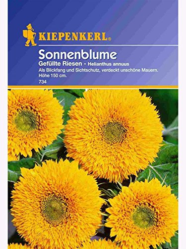 Helianthus Sonnenblume Gefüllte Riesen gelb