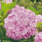 Bauernhortensie 'Bouquet Rose'