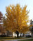 50 Ginkgo-Baum-Samen, Ginkgo Biloba
