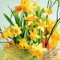 20 Servietten Daffodil Blossoms ? Narzissenblüten/Blumen/Frühling 33x33cm