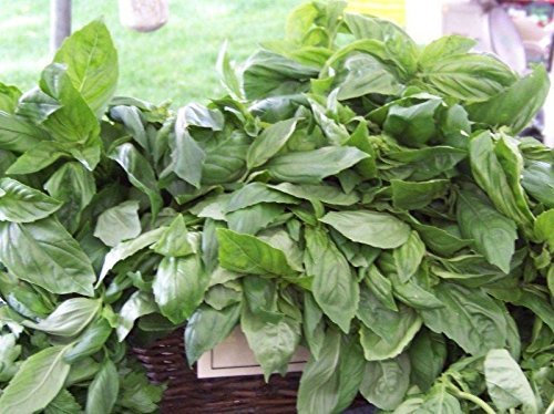 Albahaca, regaliz, Rare perfumada de albahaca, 150 semillas! Groco