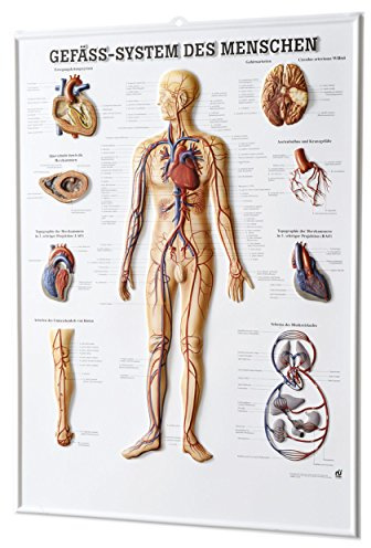 Sport-Tec Gefäßsystem des Menschen Relieftafel Anatomie 74x54 cm medizinische Lehrmittel