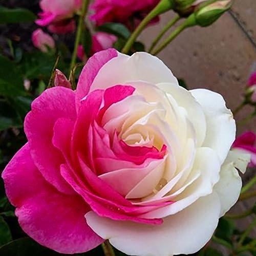 50 pezzi rosa semi di rosa bianca fiore perenne balcone cortile giardino decorazione bonsai per piantare giardini