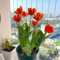 5 pcs tulpenzwiebeln winterhart mehrjährig, Wildtulpen Zwiebeln, blumen deko, plant pots indoor tulip tulpenzwiebeln kaufen - Tulipa gesneriana - frühjahrsblüher stauden steingartenpflanzen