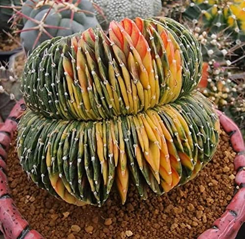 Gymnocalycium Mihanovichii 'Cristata Variegata' Bunter Chin-Kaktus 3 Samen