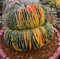 Gymnocalycium Mihanovichii 'Cristata Variegata' Bunter Chin-Kaktus 3 Samen
