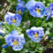 150 pezzi di semi di viole del pensiero, viole del pensiero, piante resistenti all'inverno, per giardino (viola tricolor), semi di fiori per balconi, piante da balcone