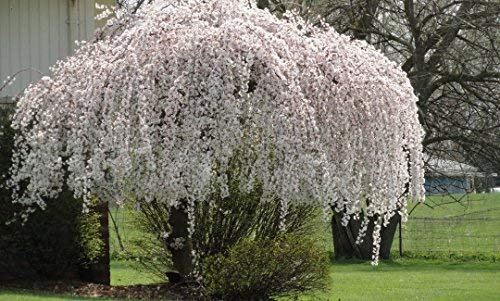 25SEEDS GIAPPONESE WEEPING NEVE Ciliegio in fiore Albero ornamentale:Seeds Only