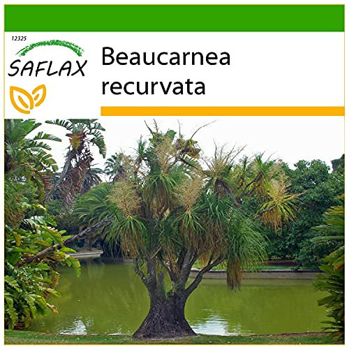 SAFLAX - Elefantenfuß/Flaschenbaum - 10 Samen - Mit keimfreiem Anzuchtsubstrat - Beaucarnea recurvata