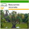 SAFLAX - Elefantenfuß/Flaschenbaum - 10 Samen - Mit keimfreiem Anzuchtsubstrat - Beaucarnea recurvata